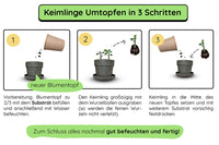Keimling Umtopfset
