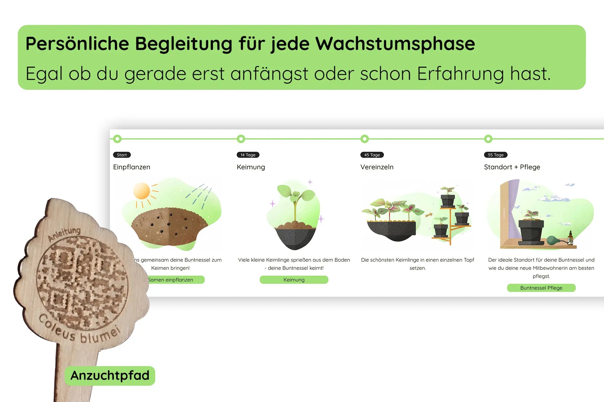 Anzuchtset (Buntnessel)