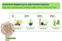 Anzuchtset (kanarischer Drachenbaum)