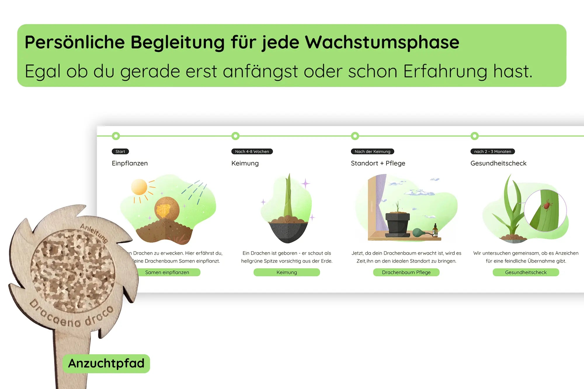 Anzuchtset (kanarischer Drachenbaum)
