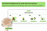 Elefantenfuß Anzucht Begleitung
