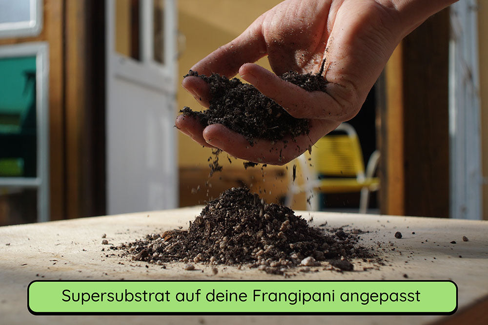 Anzuchtset (rote Frangipani)