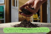 Frangipani Substrat
