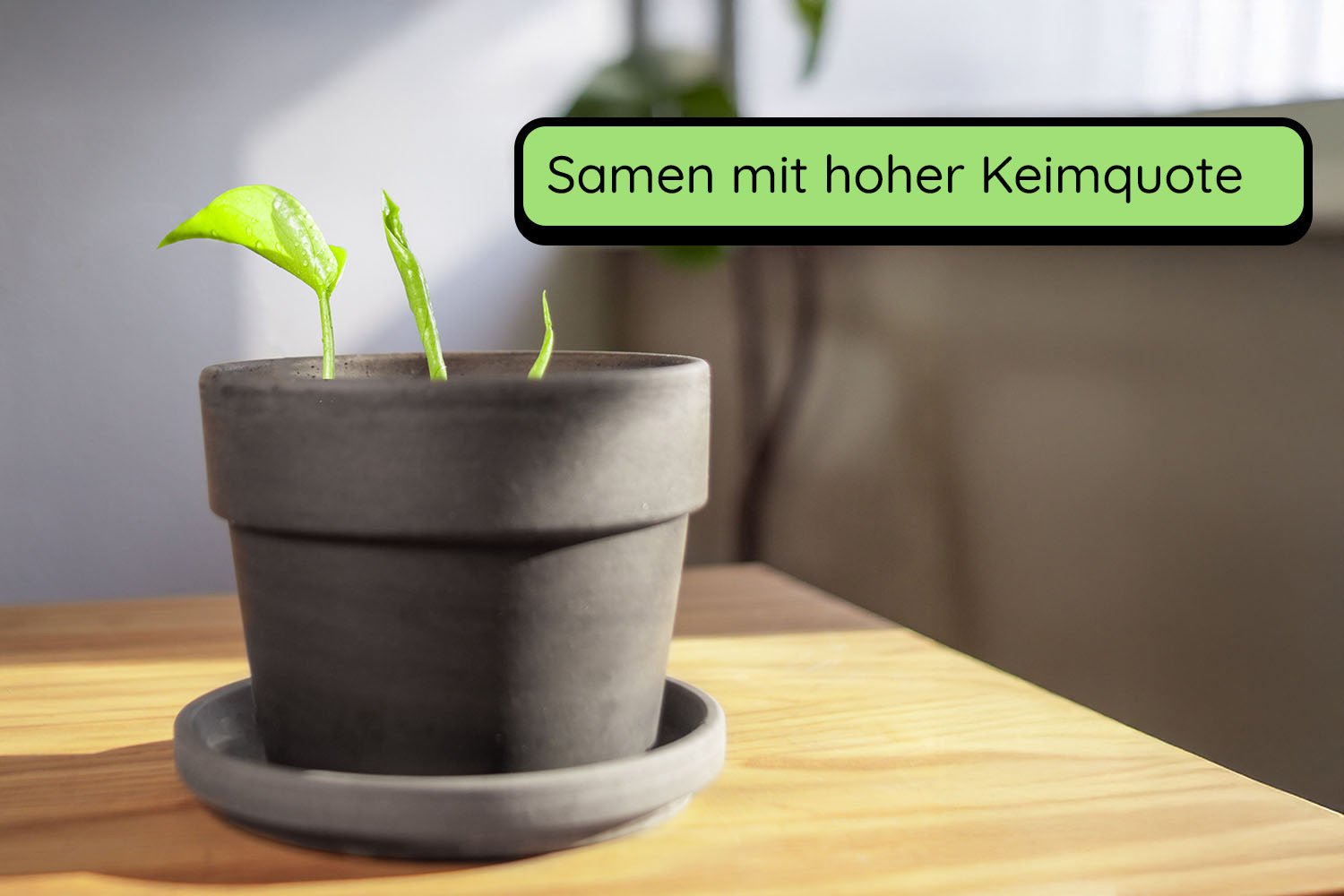 Anzuchtset (Monstera)