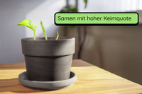 Anzuchtset (Monstera)