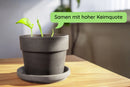 Monstera Keimlinge