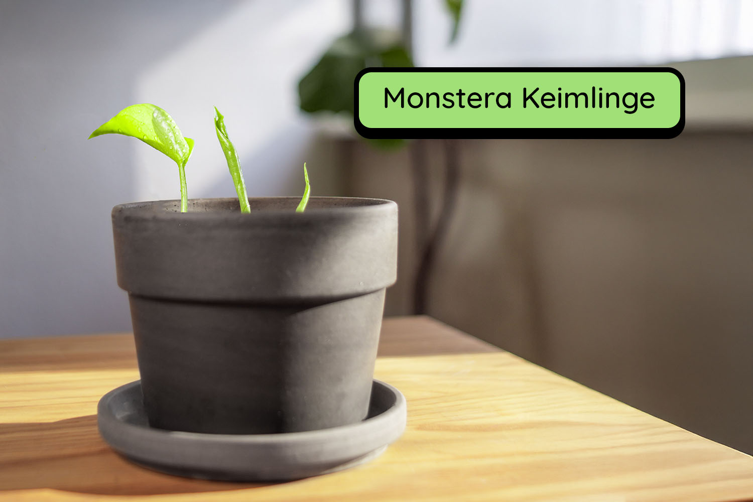 Anzuchtset Bundle (Duo)