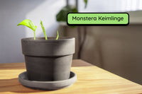 Anzuchtset Bundle (Duo)