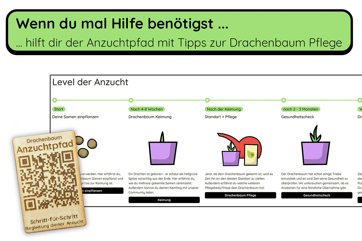 Anzuchtset (kanarischer Drachenbaum)