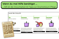 Anzuchtset (kanarischer Drachenbaum)