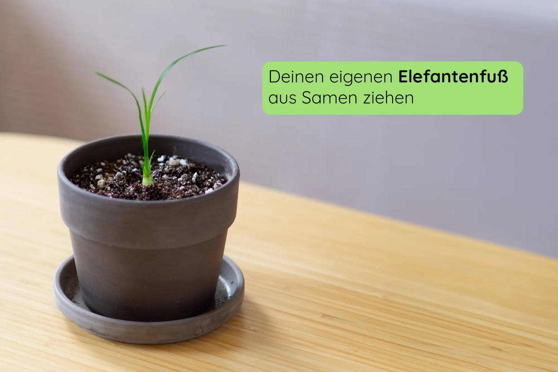 Anzuchtset (Elefantenfuß)