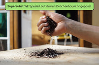 Anzuchtset (kanarischer Drachenbaum)