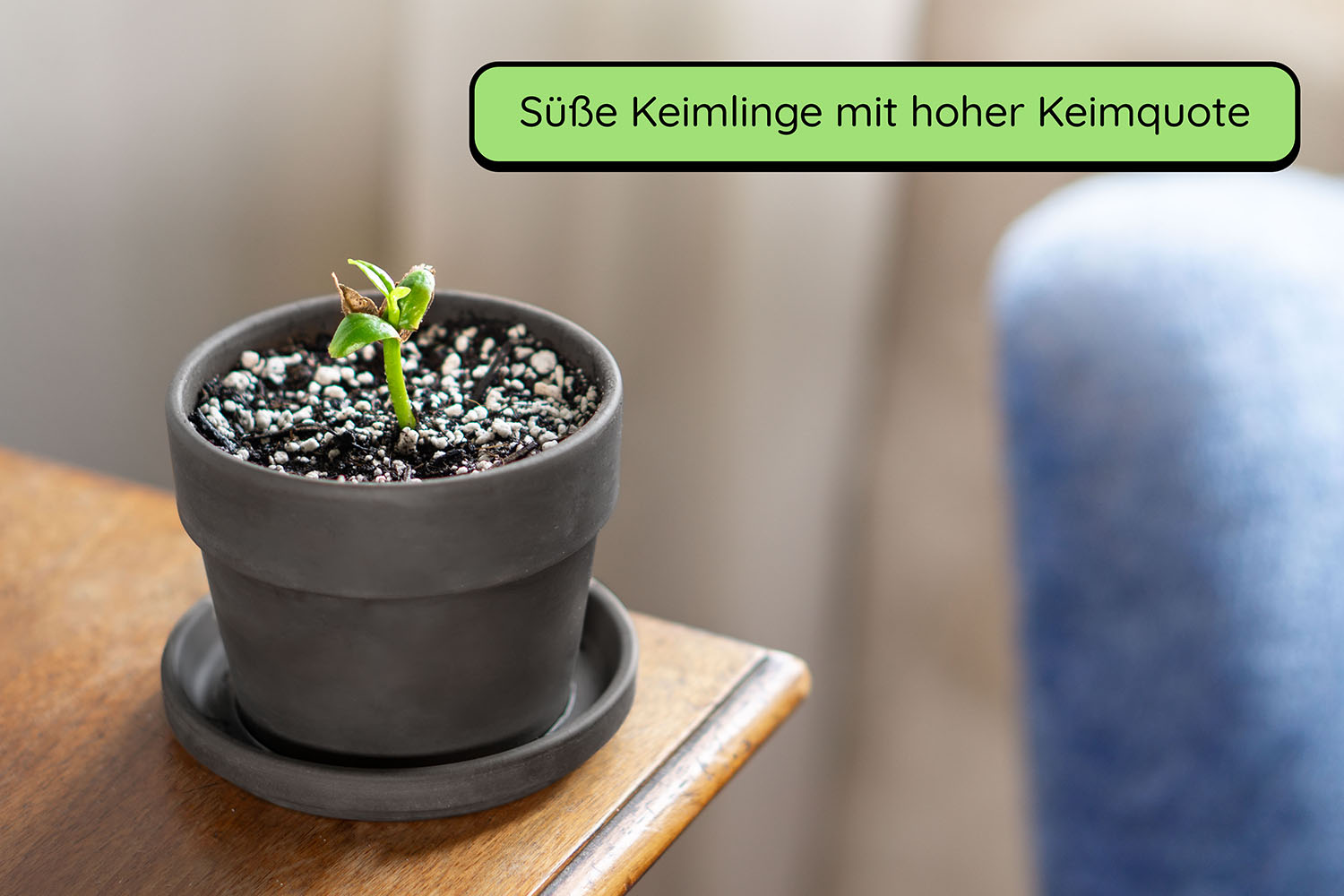 Anzuchtset (rote Frangipani)