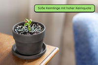 Anzuchtset (rote Frangipani)