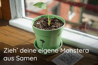 Monstera Samen