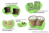 Bundle des Monats - Juni