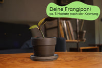 Bundle des Monats - Juni
