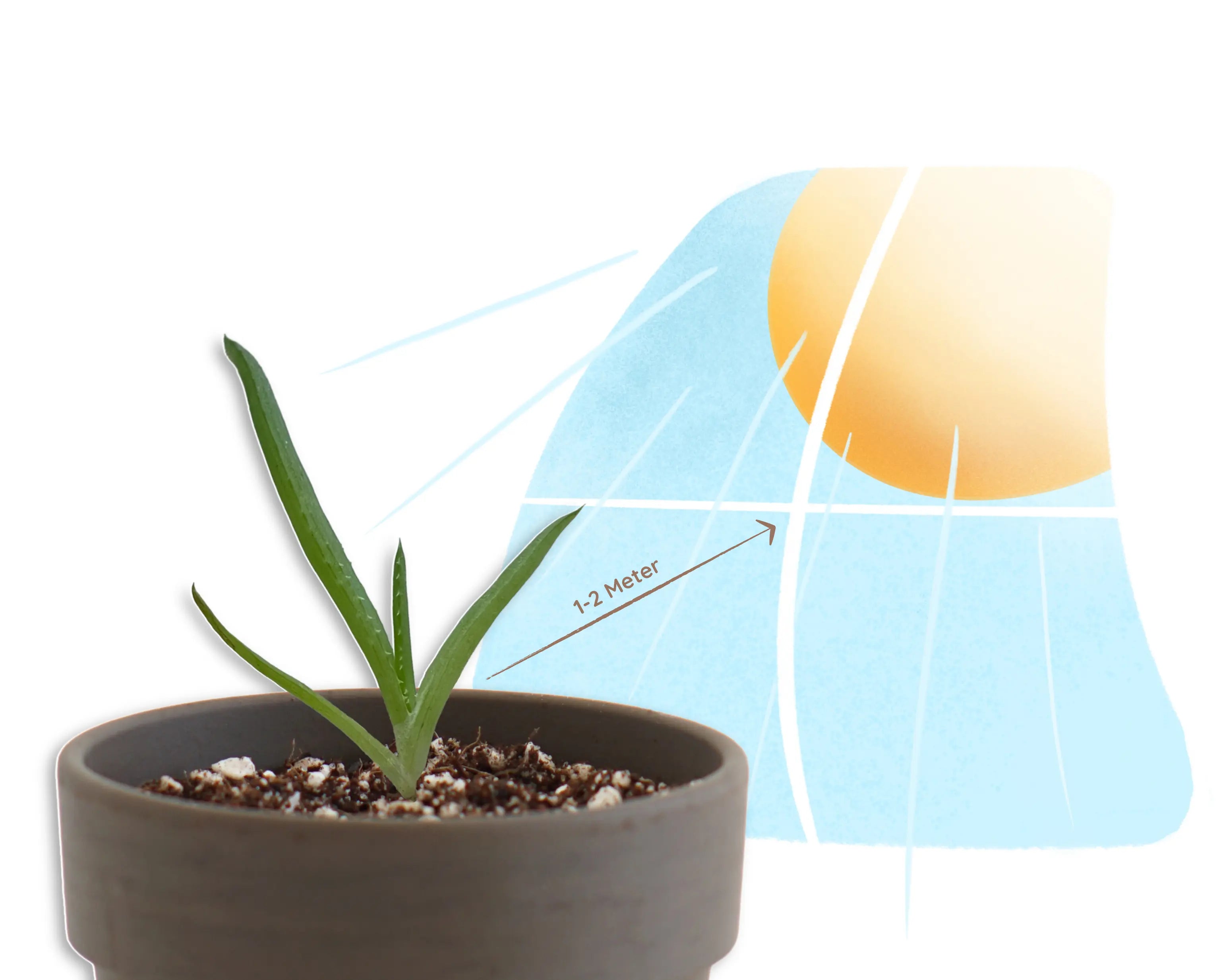 aloe direkte sonne