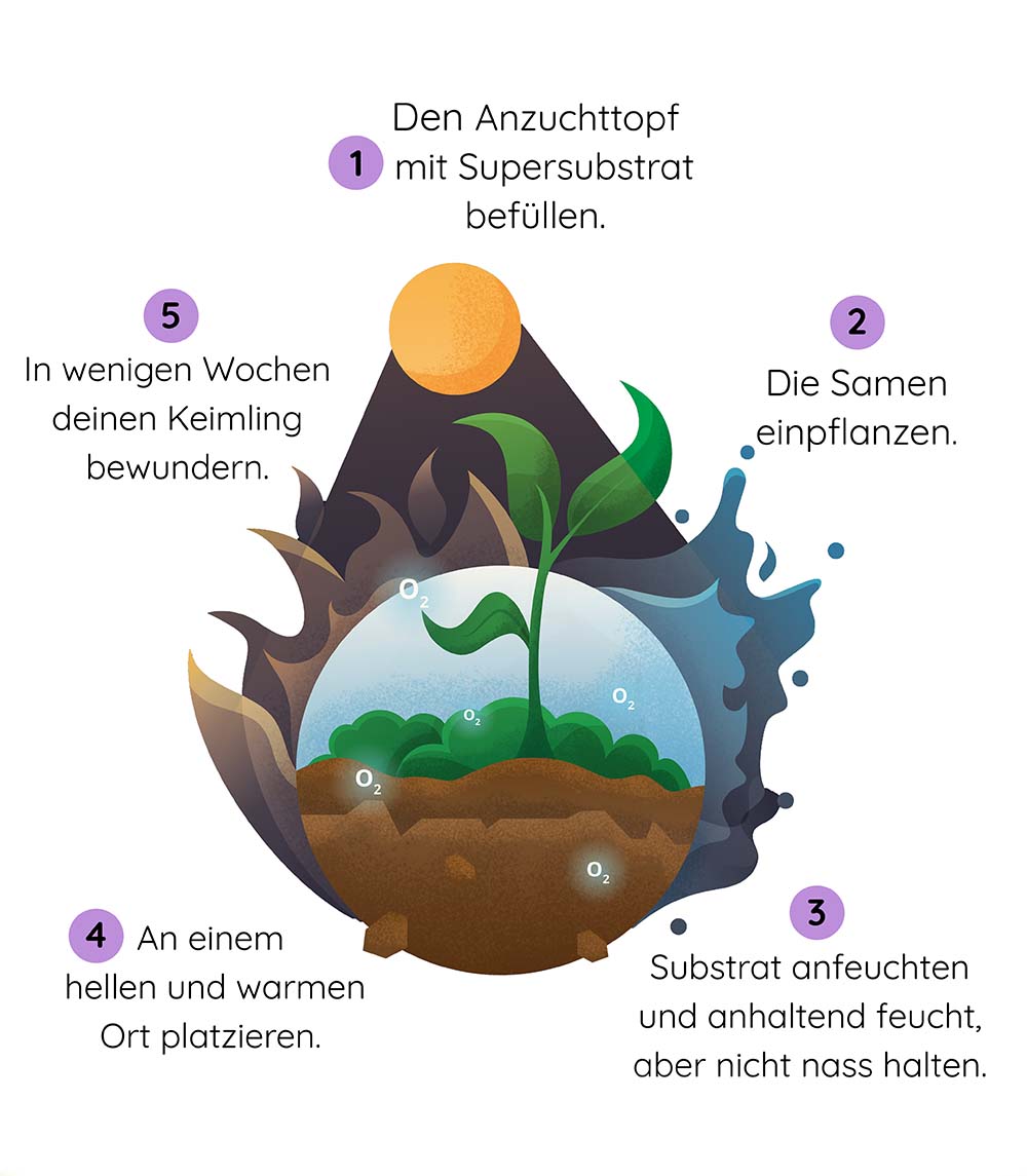anzuchtset anleitung