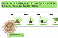 Monstera Pflegetipps