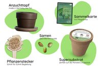 Anzuchtset Bestandteile
