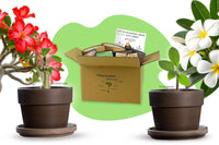 Sonnenblüten Duo
