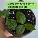 Grüner Tee Samen