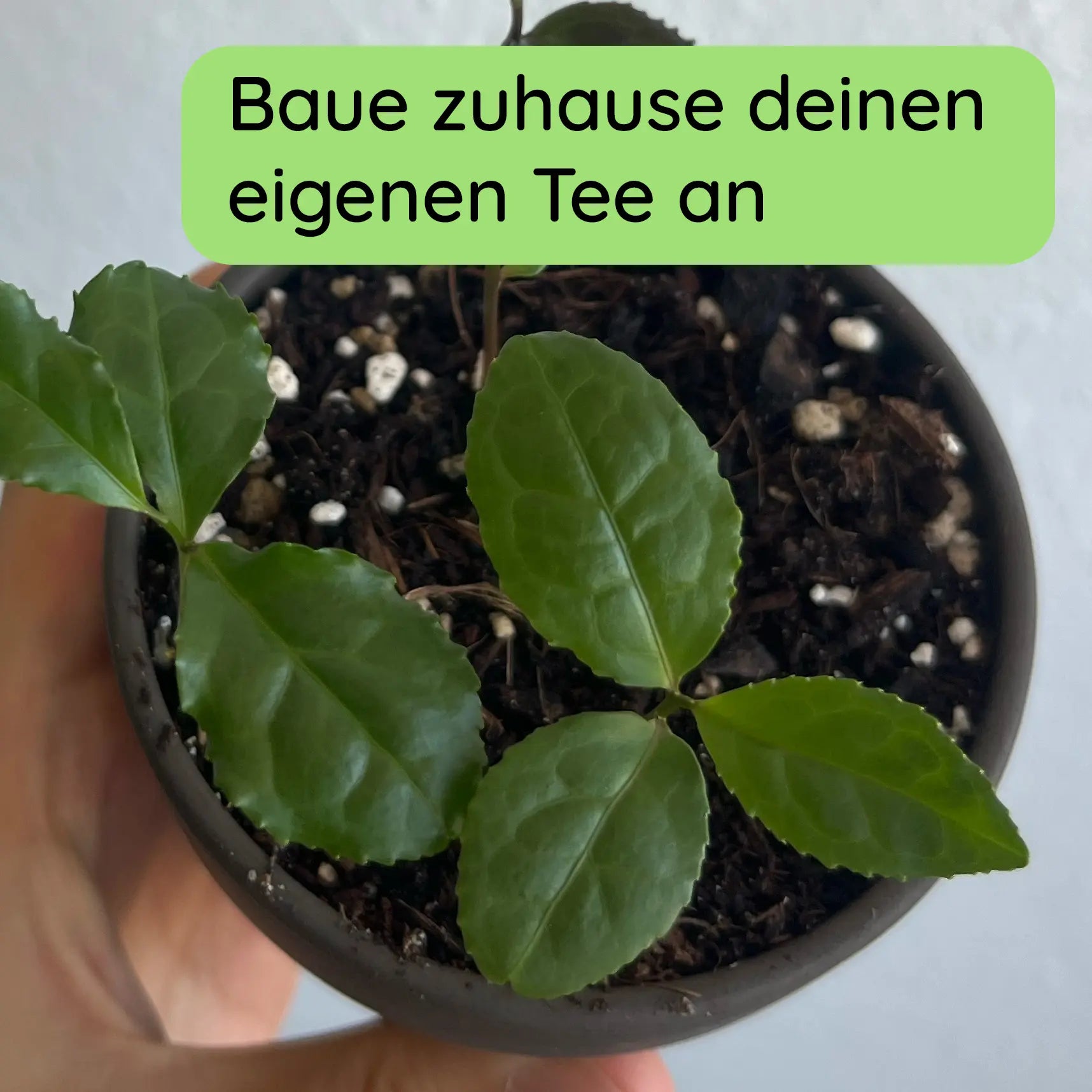 Grüner Tee Samen