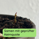 Tee Samen Keimung