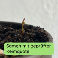 Tee Samen Keimung