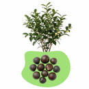Tee Camelia sinensis Samen