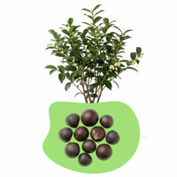 Tee Camelia sinensis Samen