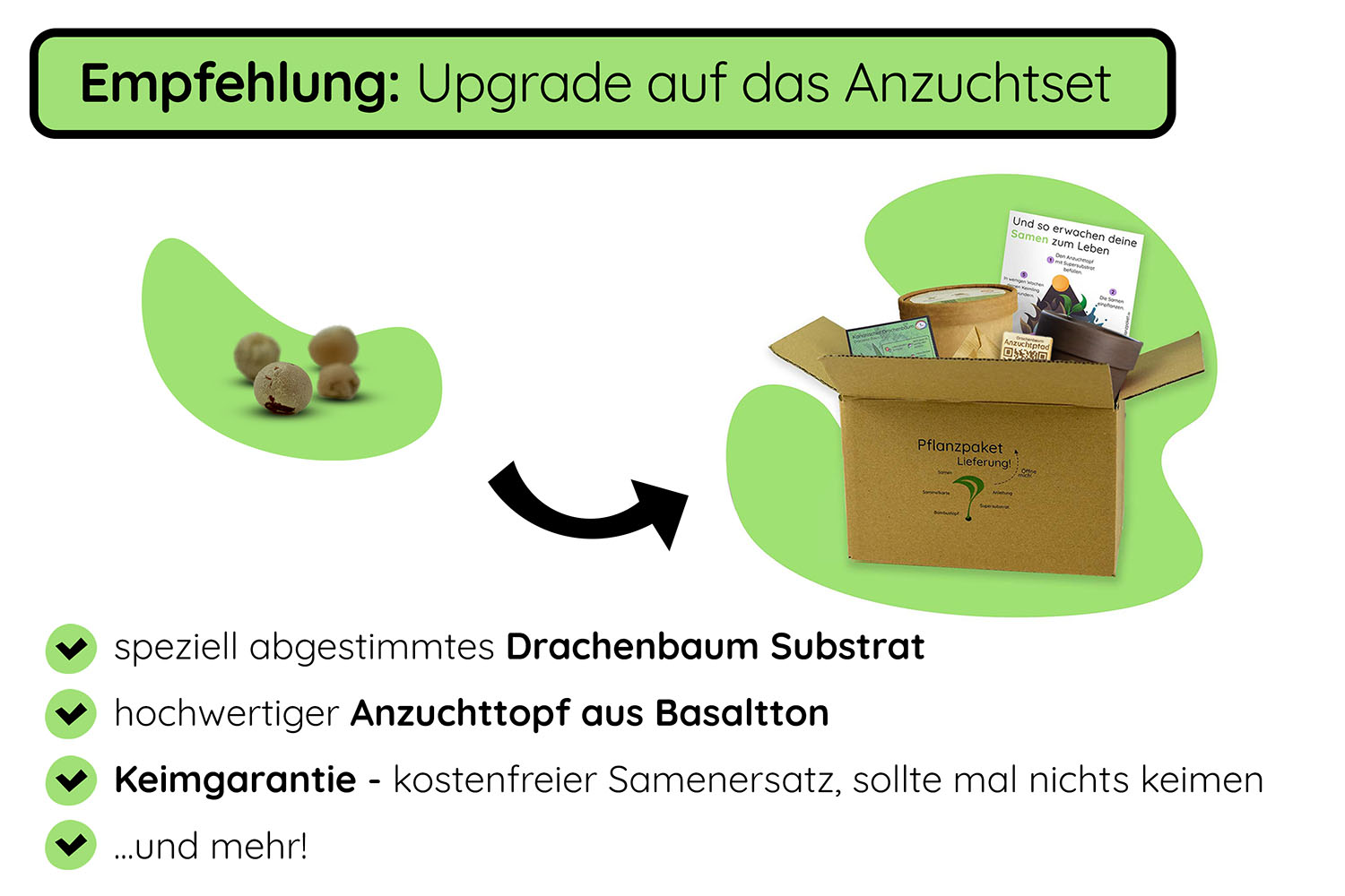 Kanarischer Drachenbaum Samen