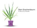 Drachenbaum Jungpflanze