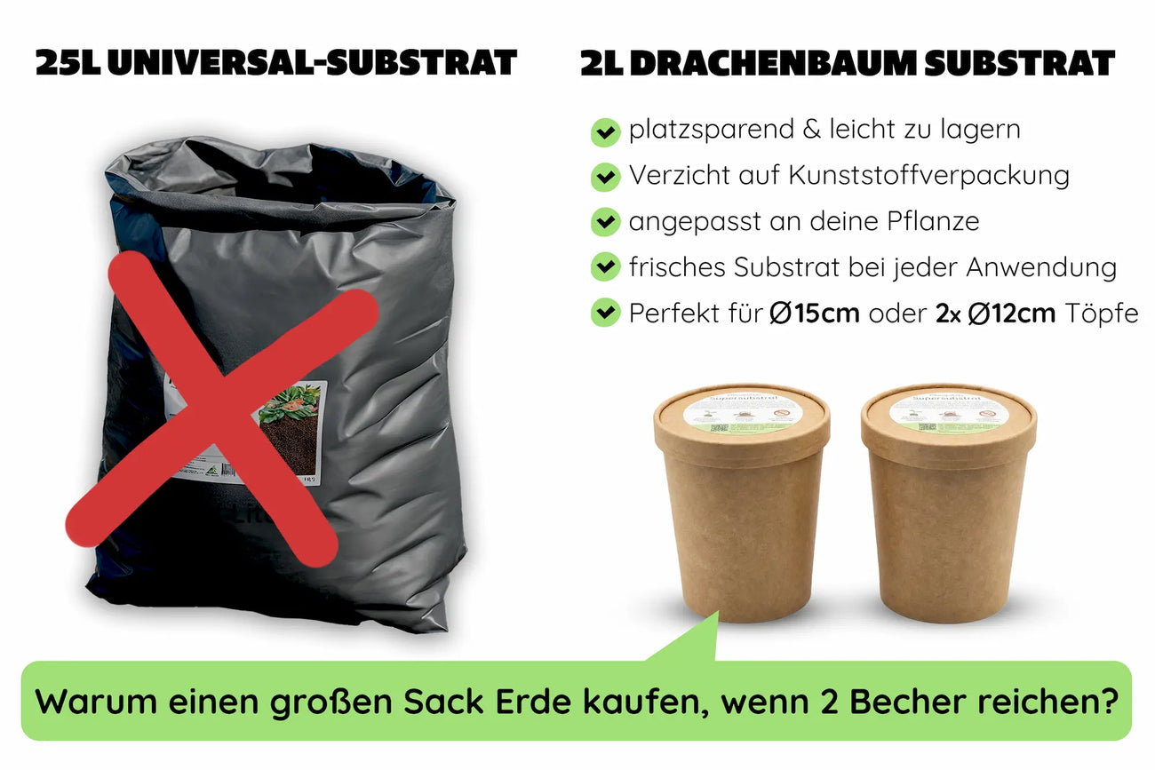 Drachenbaum Substrat