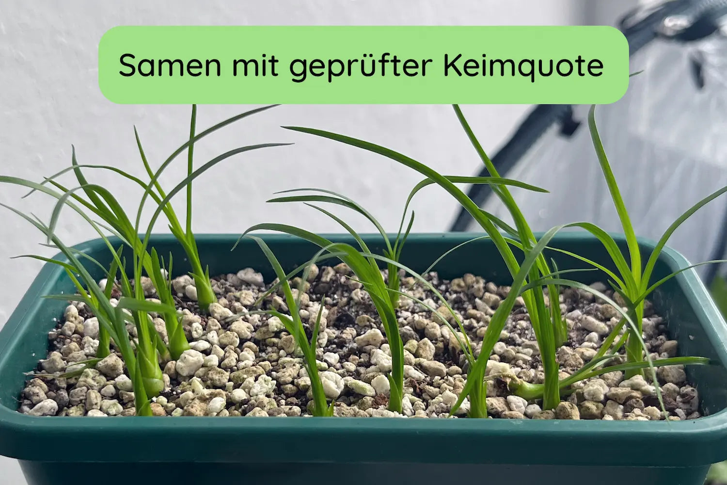 Elefantenfuß Samen