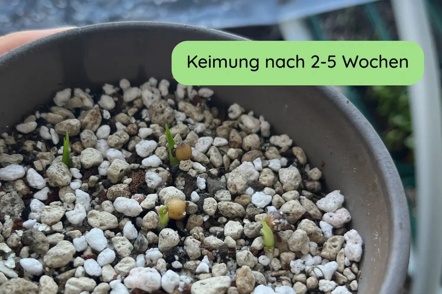 Elefantenfuß Samen