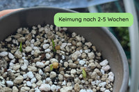 Elefantenfuß Samen