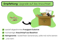 Rote Frangipani (Plumeria) Samen