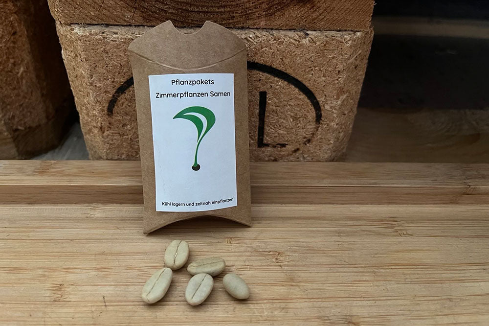 Kaffee Samen (Coffea arabica)