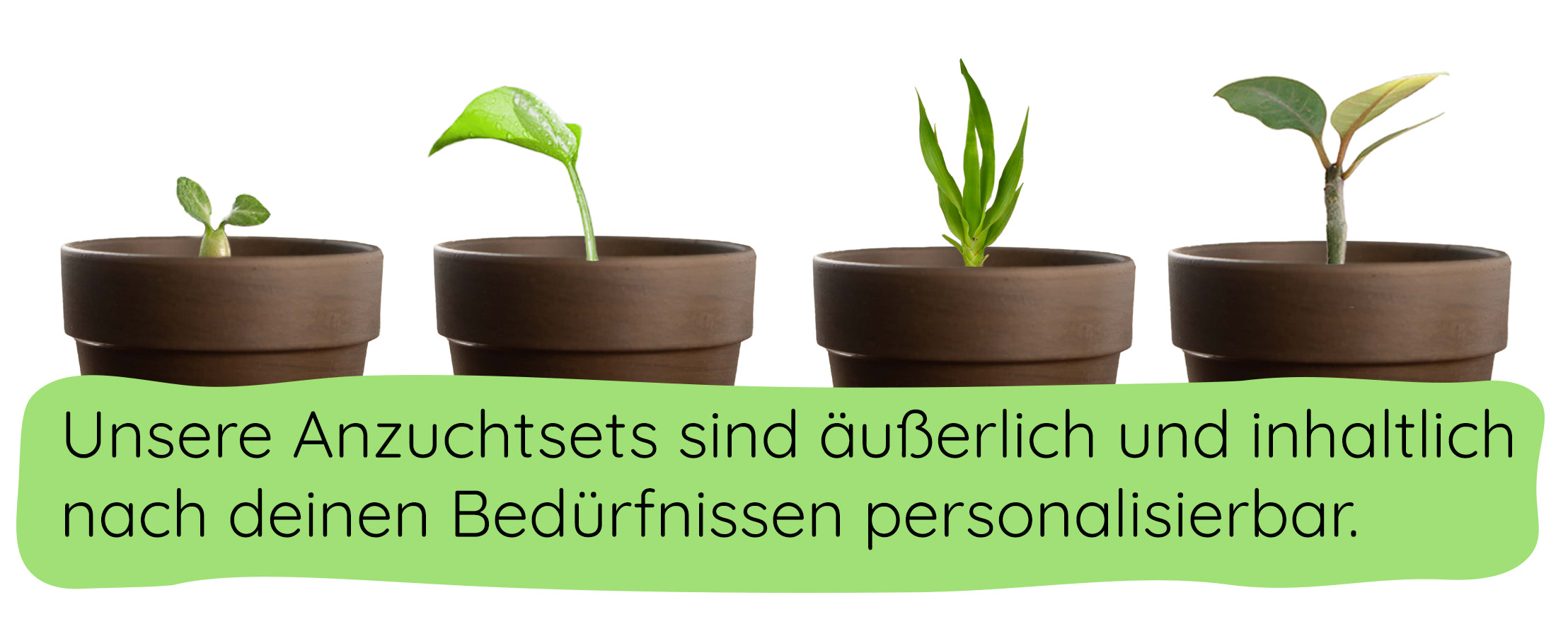 Keimlinge_Reihe_m.jpg