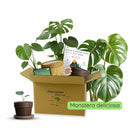 Anzuchtset (Monstera)