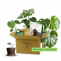 Anzuchtset (Monstera)