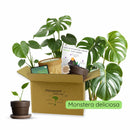 Monstera Anzuchtset