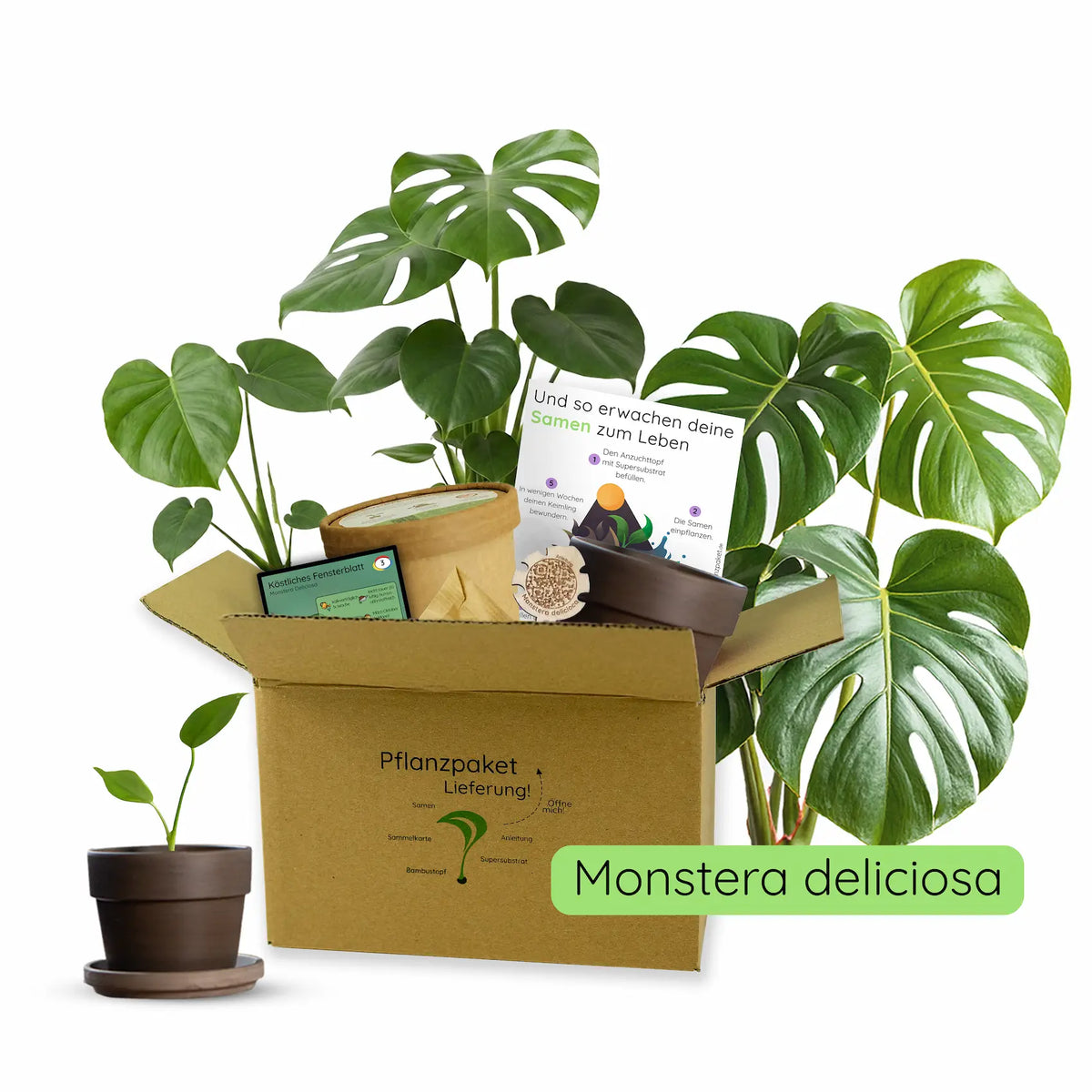 Monstera Anzuchtset