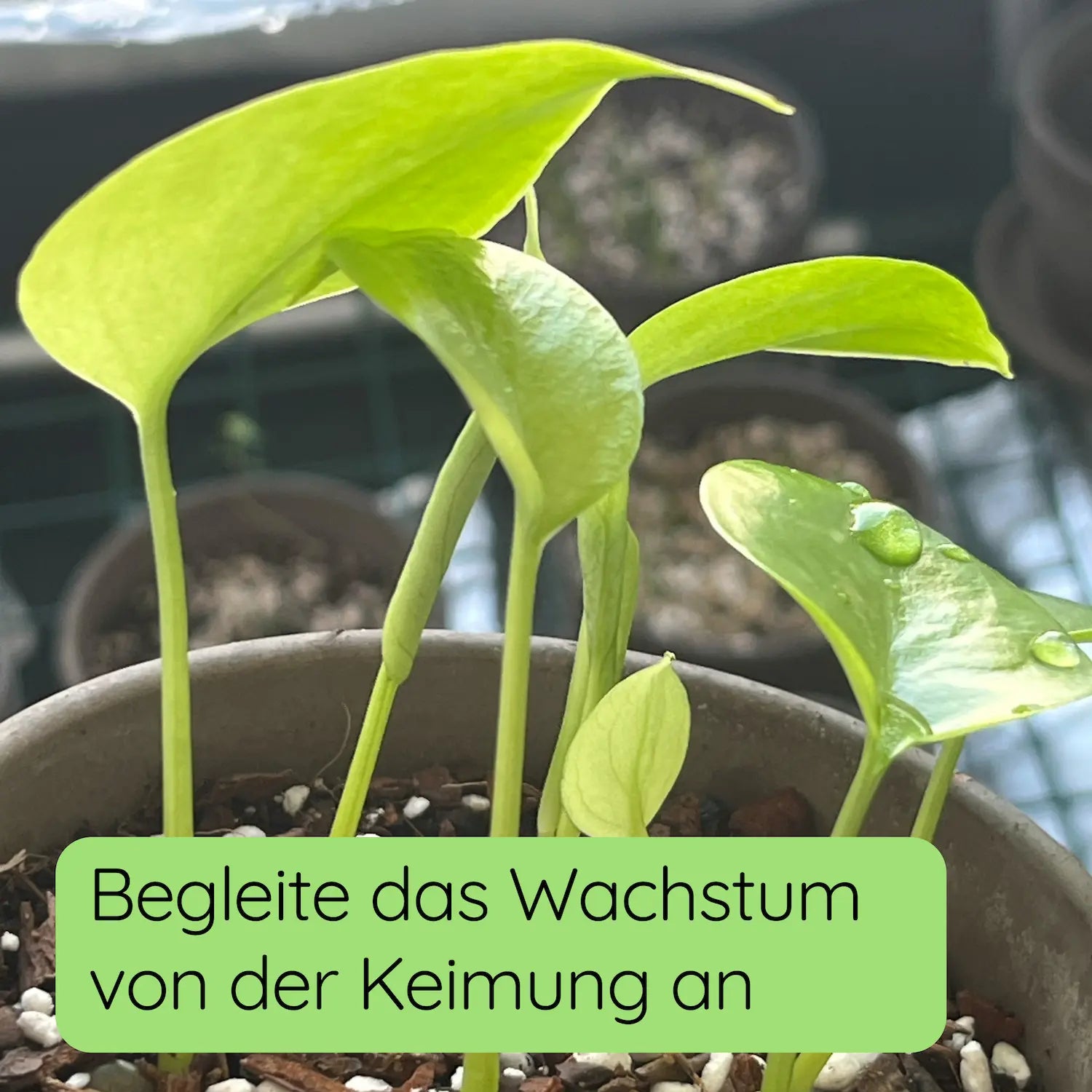 Monstera deliciosa Keimling