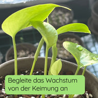 Monstera deliciosa Keimling