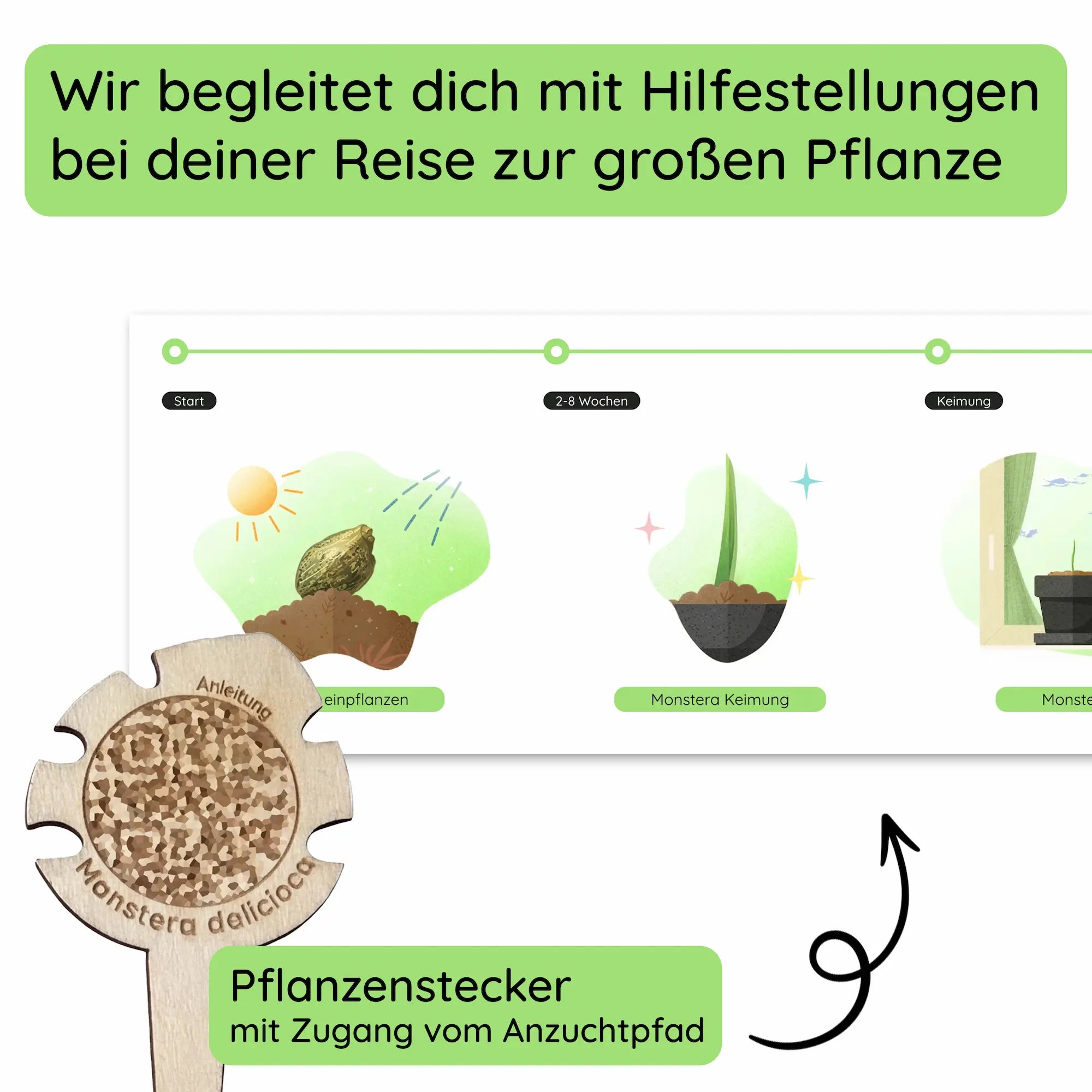 Anzuchtset (Monstera)