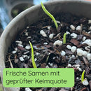 Monstera Samen Keimung
