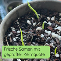 Monstera Samen Keimung